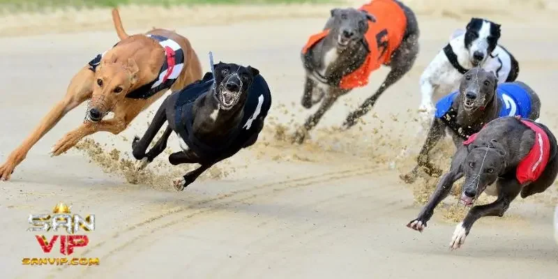 Những loại hình cá cược đua chó mà bạn cần biết